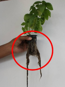 Prolific root mass with white root hairs shows that the plant is getting proper nutrition.