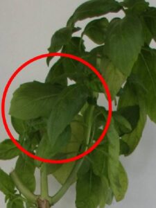 Pale leaf indicates less chlorophyll