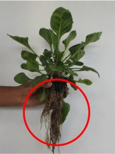 Prolific root mass with white root hairs shows that the plant is getting proper nutrition.