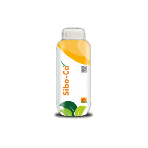 Sibo-Ca